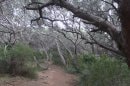 sentier du littoral : en gris et vert